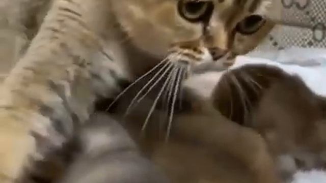 Кошка с котятами.Cat with kittens.