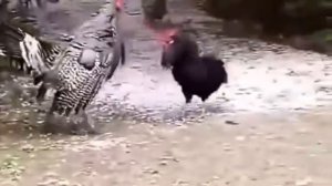 Бои без правил. Петух против индюка! Жесть
