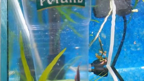 вздутие у неона. как я лечил.