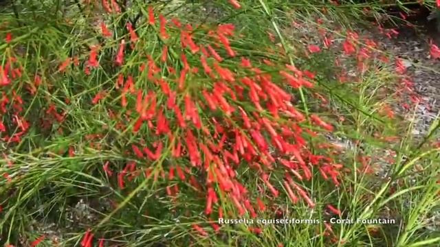 Russelia equisetiformis - Coral Fountain, Firecracker Plant смотреть онлайн