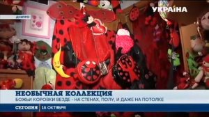 Самая большая коллекция божьих коровок