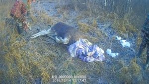 спасение лося