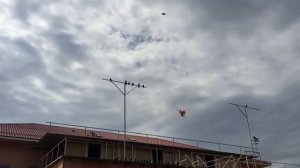 Николаевские голуби. Строителев О.П. 8-989-507-45-52