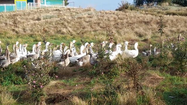 Гуси фермы Камчатного идут на реку. 08. 2022 года. #холмогорскиегуси #бойцовыегуси #горьковскиегуси смотреть онлайн