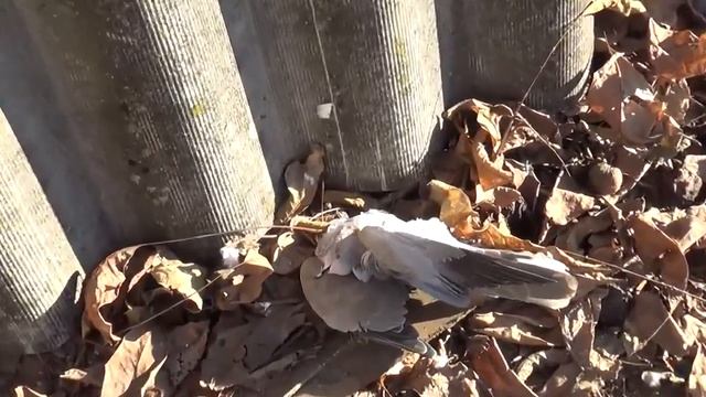 КУПИЛ САМУЮ МАЛЕНЬКУЮ / ВЕСЬ ДОМ ЗАБРЫЗГАЮ / ПАЛЬЦЫ ОКОЛЕЛИ / ПРОДОЛЖАЕМ СТРОЙКУ смотреть онлайн