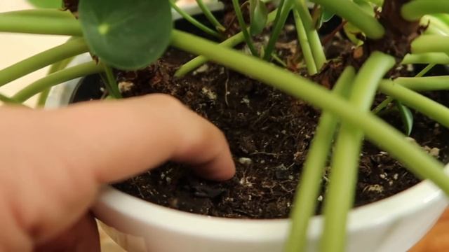 Pilea Peperomioides Propagation + Care Tips
