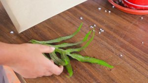 How to propagate ferns through spores | How to collect spores from ferns | Indoor plant series  - 5