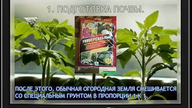 Посадка рассады томатов. Выращивание помидор. смотреть онлайн