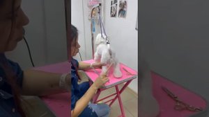 Стрижка мальтийской балонки. Стрижка Йорка . Школа груминга . Груминг. Как стать грумером?