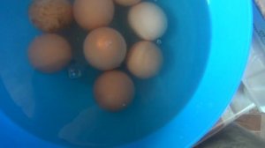 Обработка яиц перед инкубацией