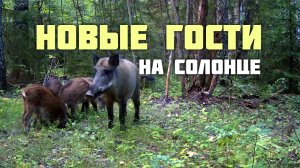 Новые гости на солонце.