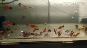 Кормление аквариумных рыбок.Мотыль. Артемия.