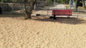 Прогулка с ротвейлерами, сравнение ротвейлера с амстаффом и многое другое :-)