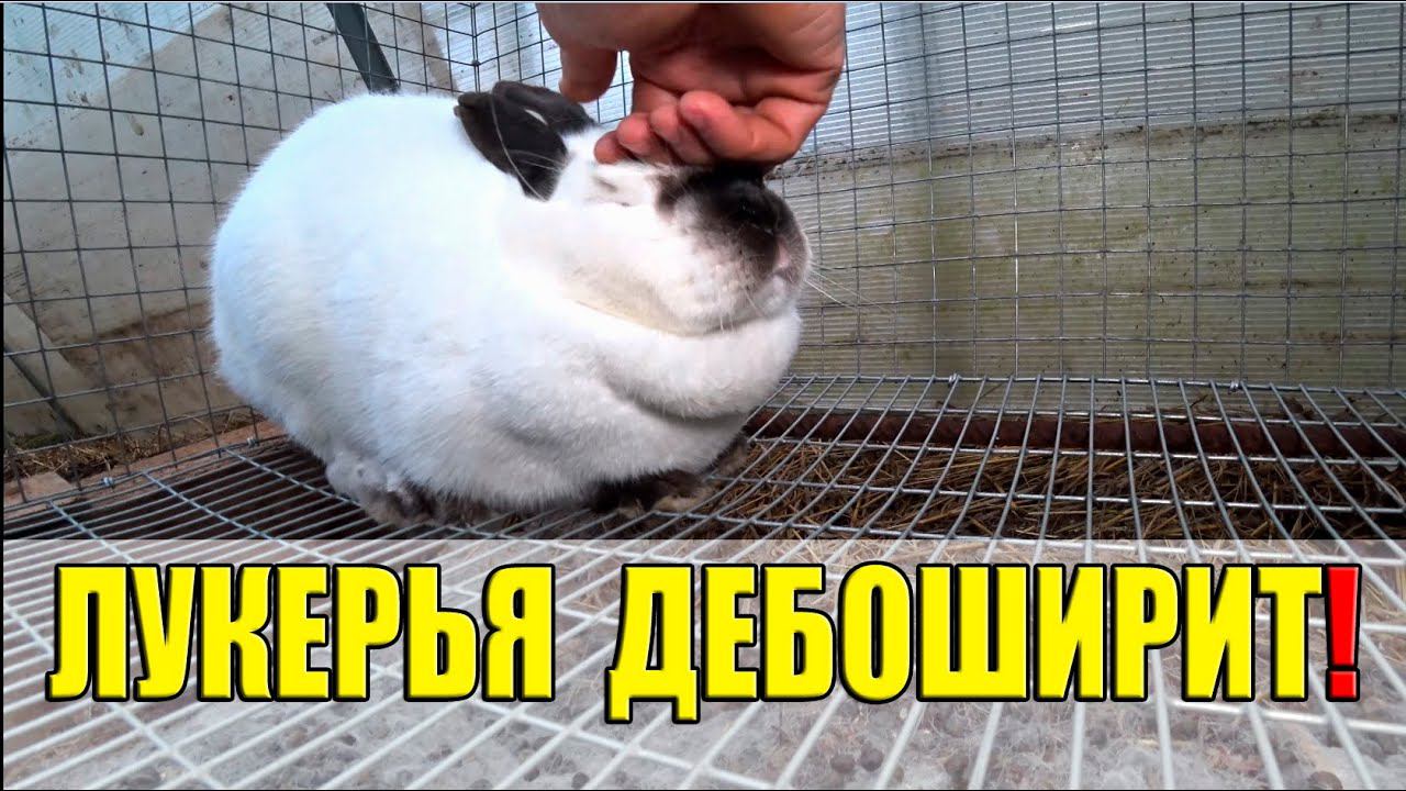 ЛУКЕРЬЯ скандалит и дебоширит!