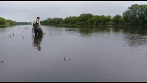 Ловим сазана кастинговой сетью