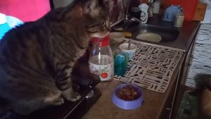 КАК НАКОРМИТЬ КОТОВ.