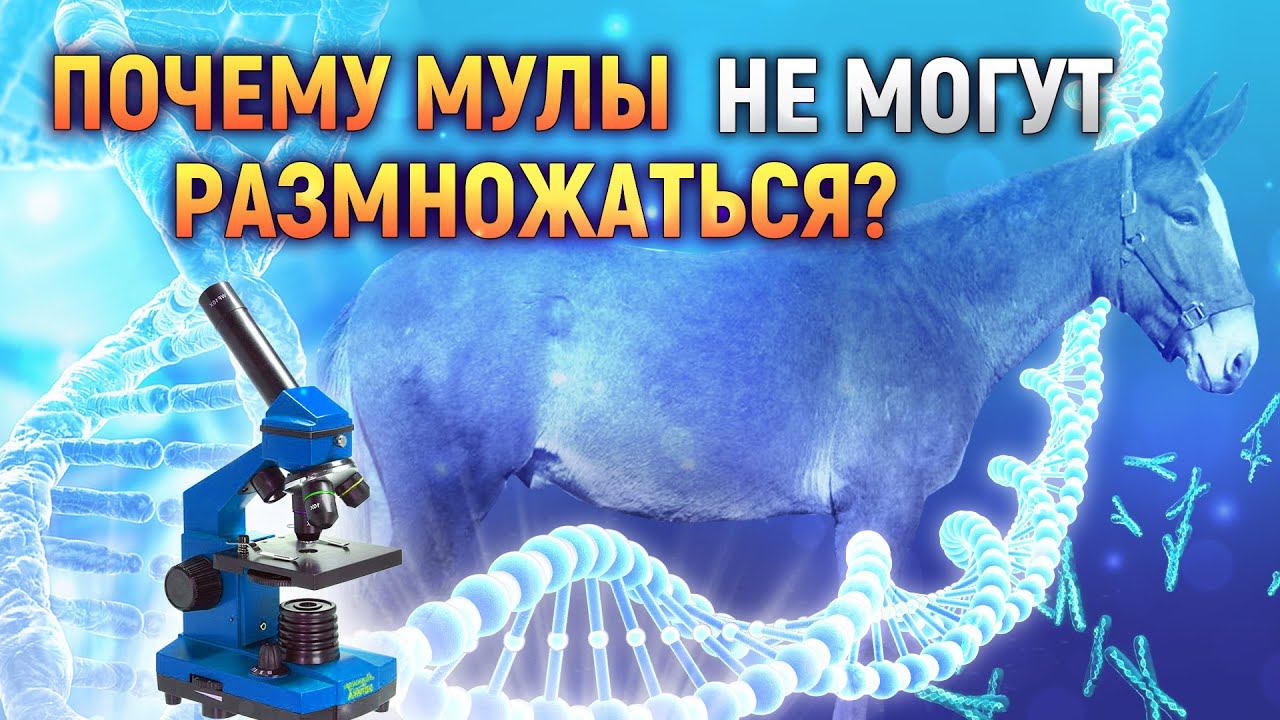 Почему мулы бесплодны. Мулы не размножаются. Мул может размножаться. Почему мул бесплоден. Почему мул не может размножаться.