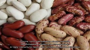 Как вырастить фасоль в домашних условиях: пошаговое руководство