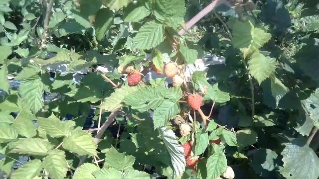 Ранние перспективные сорта малины Нижегородец,Делнива,Самохвал на 01.08 смотреть онлайн