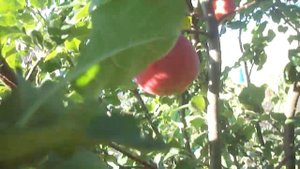 Сбор яблок из молодых яблонь сорт -"АКСЕНА". Видео Нусратуллина Ф.Г.
