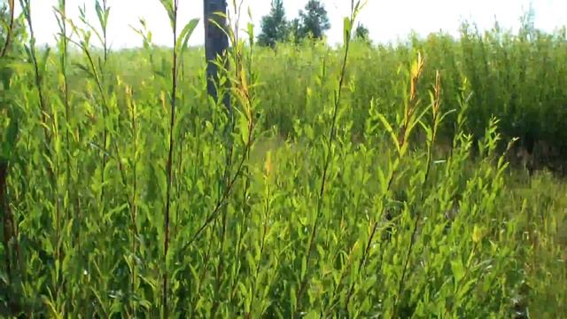 Посадка черенков ивы в июле. смотреть онлайн