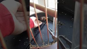 Приручение щегла. Доверие моего питомца. Кормление щегла.