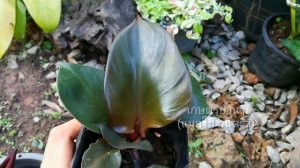Philodendron red heart