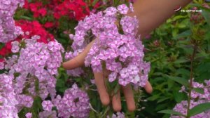 Настоящее царство цветов – питомник Ольги Агеевой, жительницы Серпухова