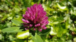 Тайные свойства клевера - как использовать, чтобы разбогатеть