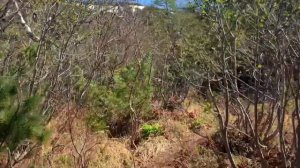 Марчеканская сопка 14.6.21. Магадан, Россия.