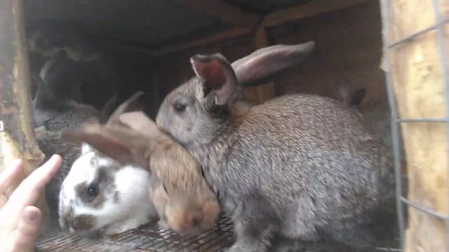 КРОЛИКИ.СОДЕРЖАНИЕ. ризен голд родила, и много окролов и новые кролики смотреть онлайн