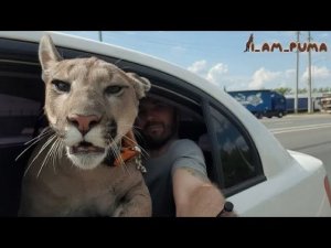 Пума Месси прокатился с ветерком. Cougar Messi ride with the wind