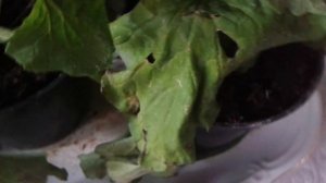 ЦИНЕРАРИЯ ОШИБКИ УХОДА