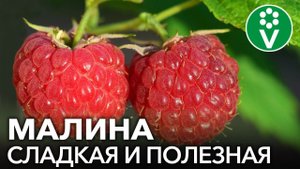 СДЕЛАЙТЕ ЭТО И МАЛИНА ЗАСЫПЛЕТ ВАС УРОЖАЕМ!