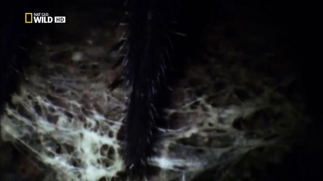 Супер паук _ Super Spider (2012) (720p) смотреть онлайн