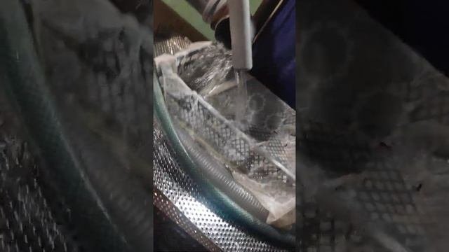 Разведение Сомов