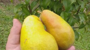 Груша сорт зимний Амфора( pear Amfora)