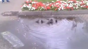 Птицы купаются в луже.mp4