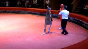 Боксерский бой с кенгуру. Очень прикольно!!!