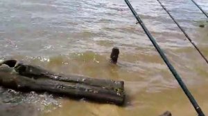 Ловля леща на Сурском водохранилище 13-14 июня 2017