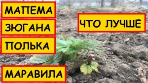 #МАПЕМА #ЗЮГАНА #ПОЛЬКА #МАРАВИЛА || ПРИЖИВАЕМОСТЬ МАЛИНЫ  || КАКАЯ МАЛИНА ЛУЧШЕ