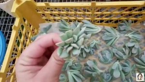 Как размножается Эчеверия Топси-Турви, сбор урожая?