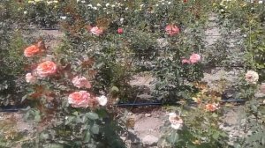 роза сорта адмирал, лавли рококо, хот чоколет. питомник роз полины козловой rozarium.biz