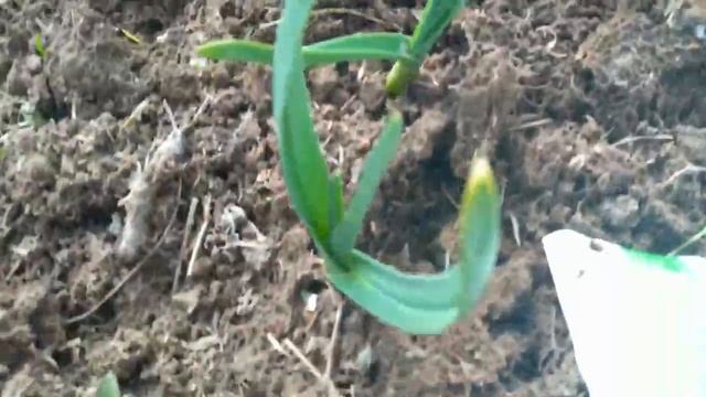 ВЗОШЕЛ ЧЕСНОК! Первая ПОДКОРМКА весной. Будут зеленые листья и КРУПНАЯ ГОЛОВКА! смотреть онлайн