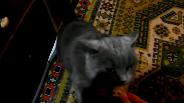 Британский котик просит тортик! смотреть онлайн