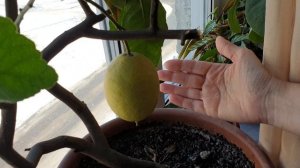 Комнатные цветы/ Лимон на подоконнике