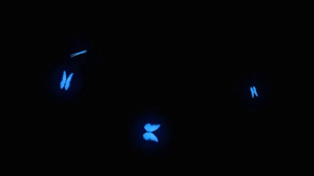 ФУТАЖ Бабочки (маска) смотреть онлайн