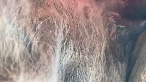 Как проходить процесс дойка верблюда (How the process of milking a camel goes)