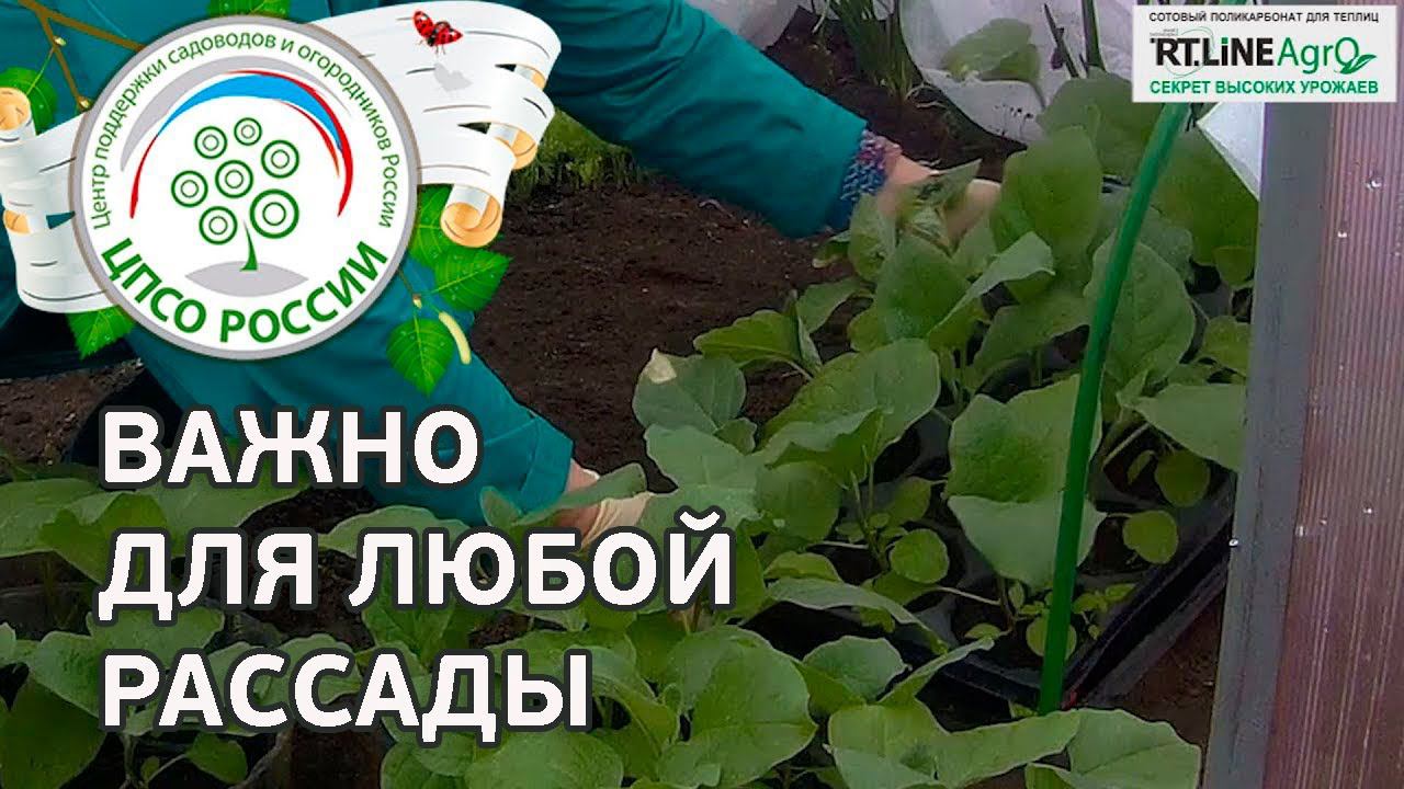 Закаливание рассады. Выращиваем рассаду.