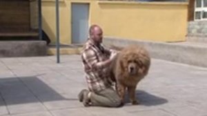 Планета собак   Тибетский мастиф